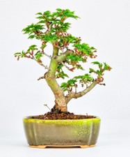 Bonsai acero testa leone - di,