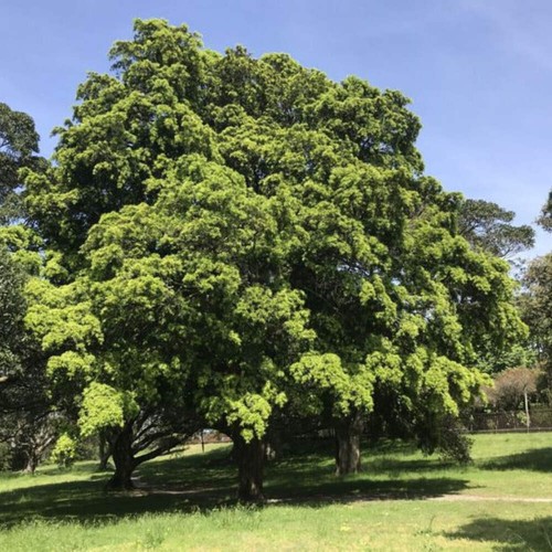 Podocarpus elatus pino - elatus,