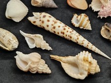 Lotto 12 conchiglie collezione