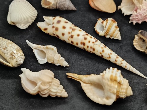 Lotto conchiglie collezione - lotto,