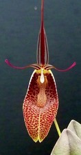 Restrepia Species Fire Pointer pianta legata orchidea Masdevallia