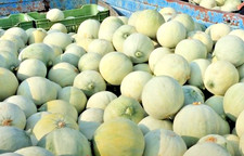 30 SEMI MELONE LISCIO