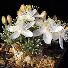 50 semi Avonia Quinaria