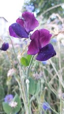 10 SEMI?Pisello Odoroso?Cicerchia odorosa?Lathyrus odoratus MIX?2024