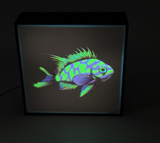 Odontanthias borbonius (Anthia bloccata) - Lightbox - non LPS, SPS o corallo morbido