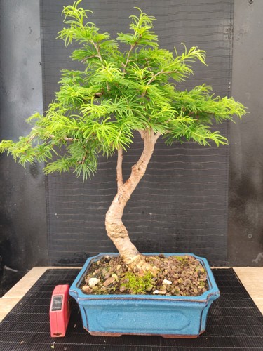 Bonsai larice visita il - visita,