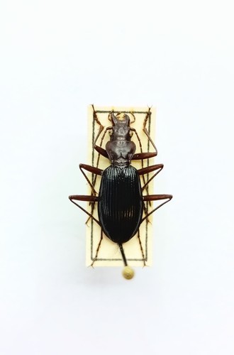 Entomology taxidermy - taxidermy,