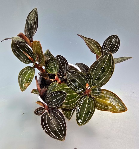 Bellissima orchidea gioiello