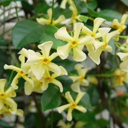 Pianta rhincospermum - pianta,