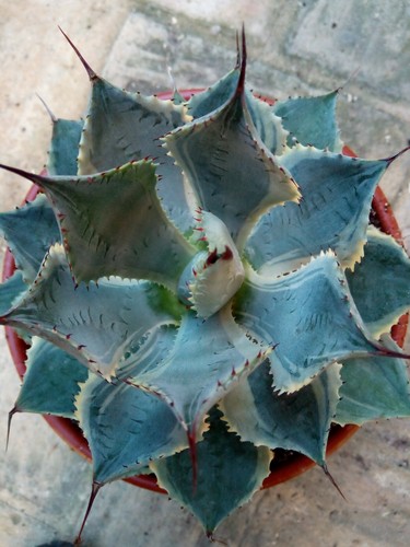Agave potatorum var kissho kan - agave,