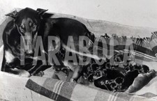 Foto vintage Animali, cuccioli