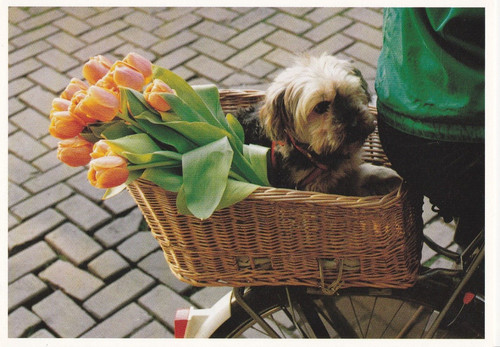 Yorkshire terrier yorky - yorkshire,