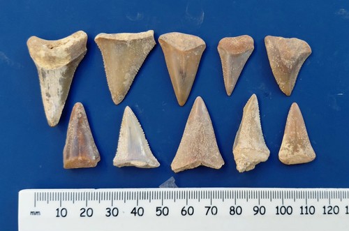 Lotto 10pz denti - di, squalo