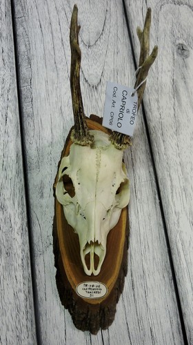 Trofeo capriolo roe deer - di,