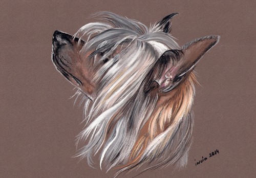 Cane crestato cinese senza - crestato,