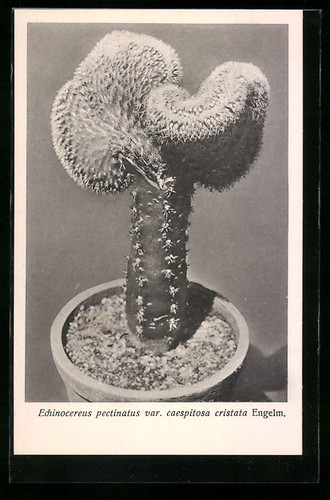 Cartolina echinocereus - cartolina,