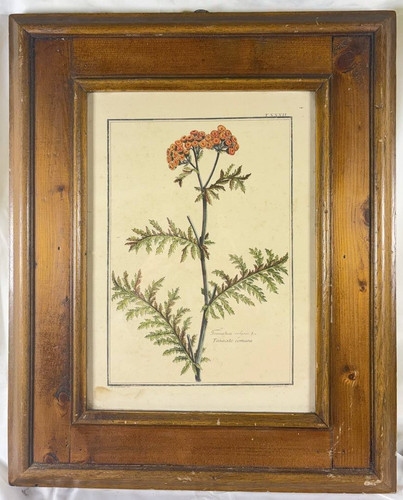 Tanacetum vulgare hieronutti - tanacetum,