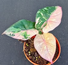 Alocasia Yucatan Principessa Rosa Variegata - DM1