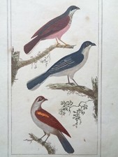 Buffon/Vauthier Incisione