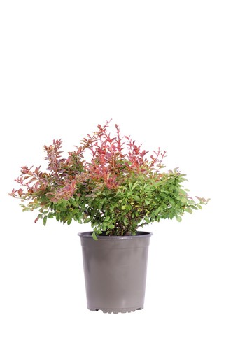 Pianta berberis thunbergii - pianta, di