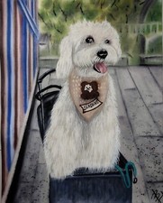 quadro acquerello dipinto a mano, 40×50cm, SENZA CORNICE Barboncino Bianco  2023