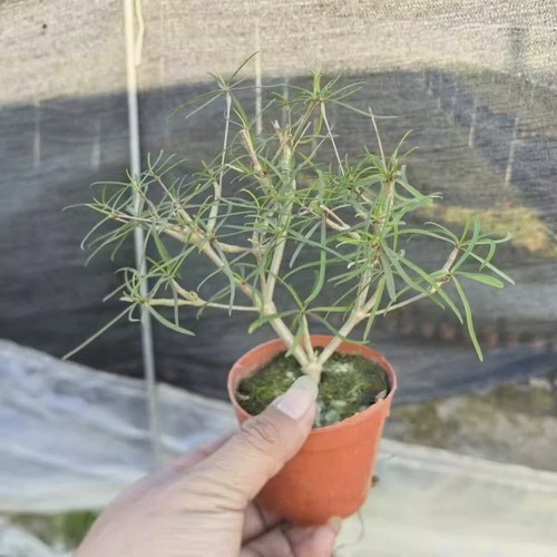 Pianta cactus succulenta 15 - di,