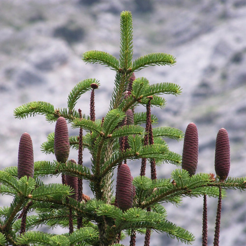 Abies cilicica abete - -,