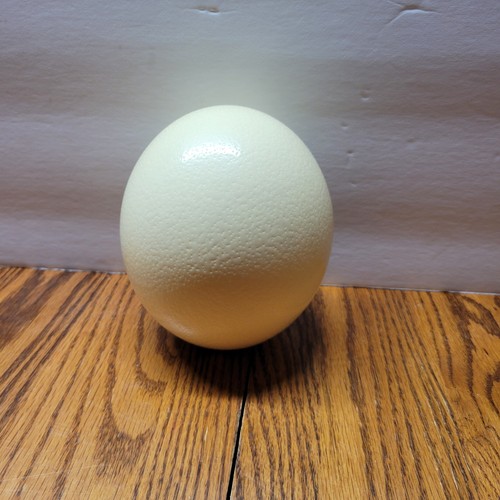 Large blown out - out, egg
