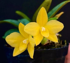 Sophronitis Orbiter amarela