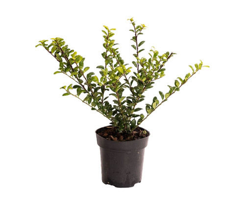 Agrifoglio giapponese ilex - agrifoglio, "ilex