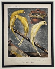 Stampa litografica originale