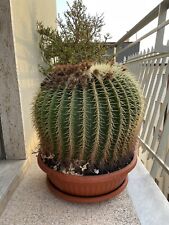 piante di cactus Grande Kroenleinia grusonii Cuscino Della Suocera Diametro Cm 55