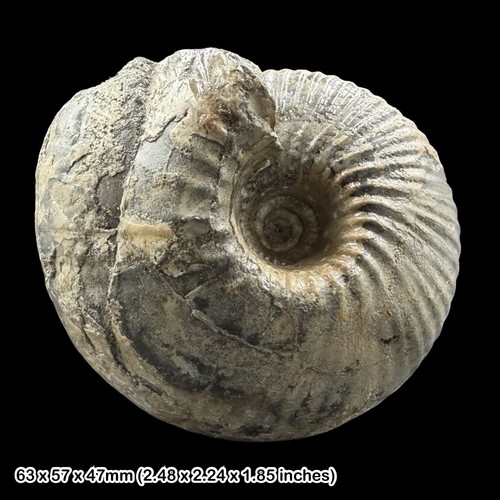 Cadoceras ammonite fossil - ammonite,