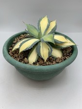 Agave Rum Runner Pot 18 Rara