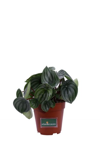 Pianta peperomia argyreia - peperomia,