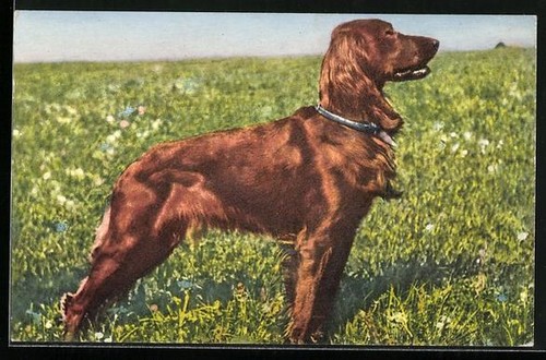 Cartolina setter irlandese - setter, su