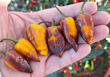 15 semi di peperoncino LEOPARD