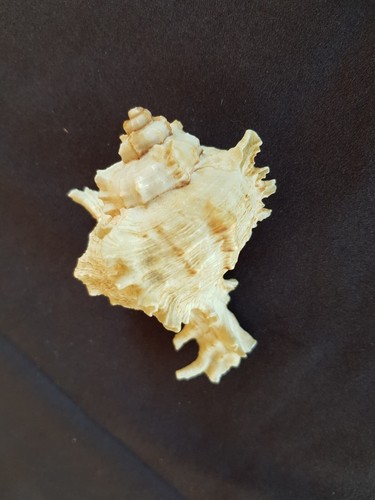 Conchiglia naturale shell - conchiglia,