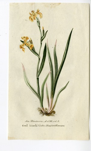 Antique print iris - antique,