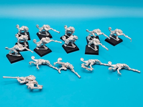 Chamelon skinks capo - chamelon, +