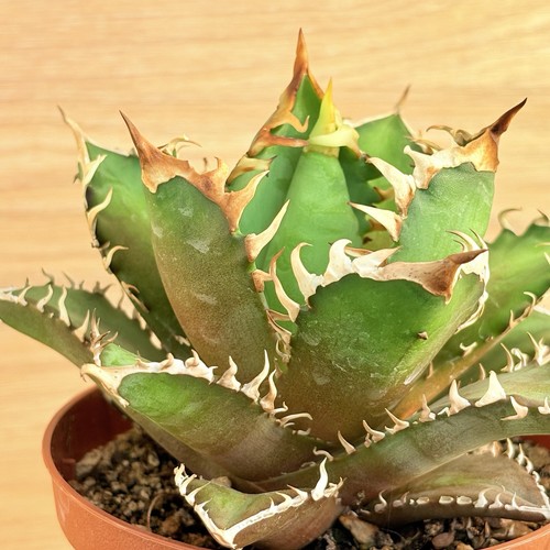 Agave titanota red - titanota, cv.