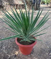 YUCCA ALOIFOLIA MARGINATA - PIANTA DA GIARDINO - DIAM 55 - H 38 CM