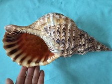 Lumaca di mare Charonia