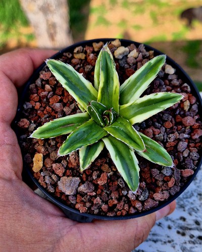 Agave victoriae reginae cream - agave, "cream
