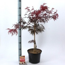 Acero rosso giapponese "Acer