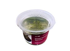 Trappola per mosche di Venere