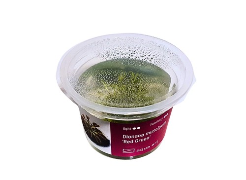 Trappola per mosche venere - per,