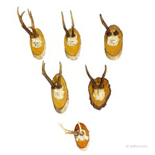 Set di sei trofei di capriolo