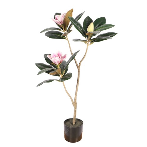 Albero magnolia cm - albero,