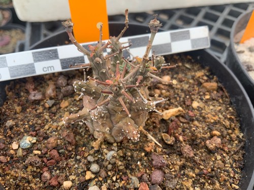 359 euphorbia decepta wysiwyg - euphorbia,